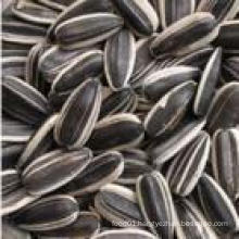 Professional Exporting High Quality Sunflower Seeds